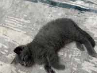 3 aylık erkek british shorthair