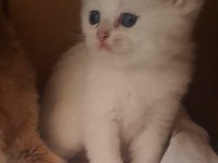 1 Aylık Pamuk British Shorthair