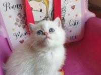 Teslime hazır british longhair