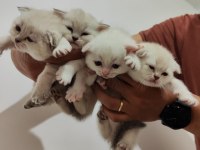 25 günlük 3 adet Scottish Fold ve Anneleri
