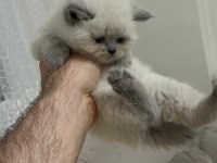 British Shorthair Blue point