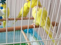 İki çift lutino albino sarı muhabbet kuşu