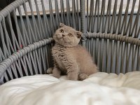 Scottish fold lilac