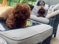 6 aylık 1200 gr tea cuo kore poodle yavrumuz