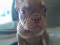 ROJO AND TAN FRENCH BULLDOG YAVRULARI