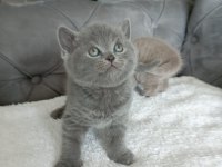 British Shorthair Yavrular