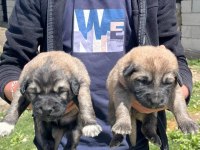 Köpekler 81 ile sorunsuz gönderim var
