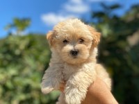 Maltipoo yavrularımız