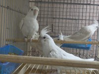 Albino sultan papağanı yavru