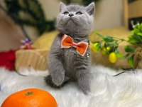 Ev ortamın da büyüyen a kalite minnoş kedilerim