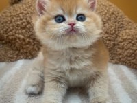 Altın Parıltısı Golden British Shorthair 