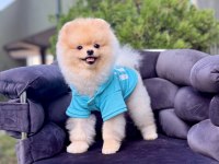 Pomeranian Boo Gülen Surat Arayanlara