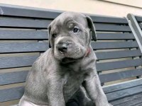 Alan Koruma Cane Corso