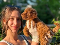 Toy Poodle yavruları