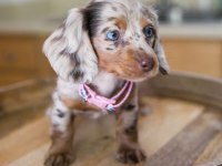 LONGHAİR (UZUN TÜYLÜ) Merle DACHSHUND BEBEKLER GARANTİLİ