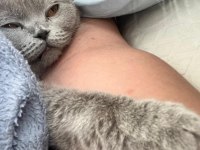 Ücretli scottish fold sahiplendirme ilanı