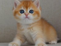 Şaheser Gibi Golden Ny12 British Shorthair 