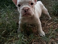 Güzel french bulldog yavrularımız
