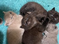 British shorthair yavrularımız