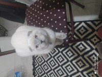 Scottish fold blue point