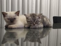 British Shorthair Silver Tabby ve Blue Point Yavrular