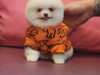 Birbirinden güzel pomeranian bebeklerimiz