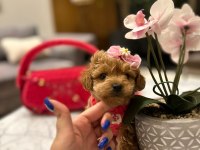 Korenin güzeli maltipoo 0 boy Mona