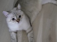 5 aylık british longhair