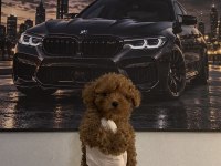 Orjinal Tertemiz Ev Üretimi Poodle Yavrularımız