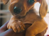 Sağlıklı dachshund yavrular