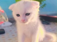 Scottish Shorthair Kedimiz