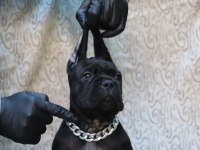 Fcı-Kıf Secereli Safkan Cane Corso Yavrular