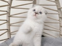 SHOW KALİTE SAFKAN MAVİŞ GÖZLÜ KEDİLER