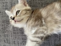 British shorthair