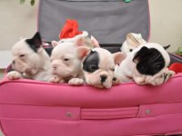 FRENCH BULLDOG YAVRULARI