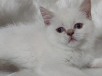 2 aylık british shorthair