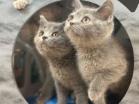 British Shorthair Yavruları