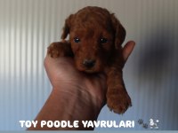 TOY POODLE RED BROWN YAVRULARIMIZ