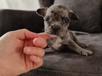 Merle french bulldog