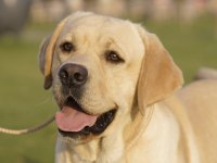 FCI-KIF secereli Labrador Retriever Yavrular