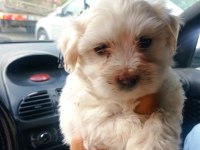 Maltese yavru köpekler