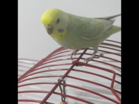 Muhabbet Kuşu Dişi