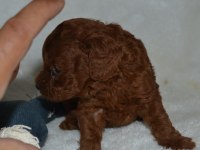 Tea Cup Dark Red Poodle Yavrular