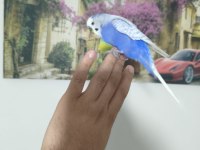 Acil muhabbet kuşumuz