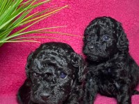 Poodle Akademi Siyah Köpekler