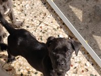 Safkan şecereli A+ cane corso
