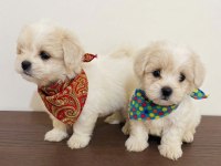 Teacup maltipoo bebekler