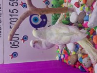 30 35 günlük bebek muhabbet kuşu yavruları