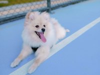 Pomeranian 6 aylık erkek spitz