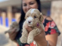 Ufacık maltipoo yavrularım